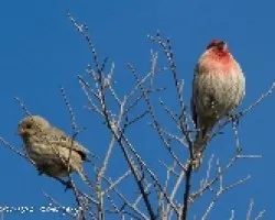 Carpodacus mexicanus