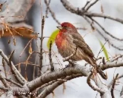 Carpodacus mexicanus