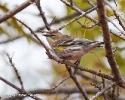 Dendroica coronata