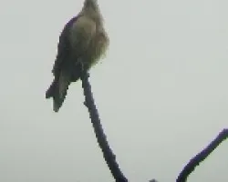 Milvago chimachima