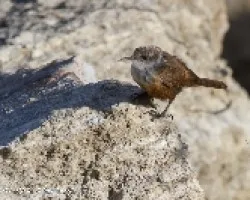 Catherpes mexicanus