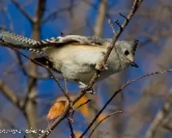 Baeolophus atricristatus