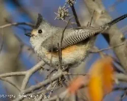 Baeolophus atricristatus