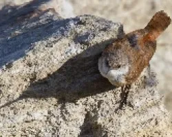 Catherpes mexicanus