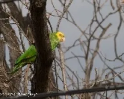 Amazona oratrix
