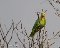 Amazona oratrix