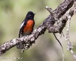 Myioborus pictus