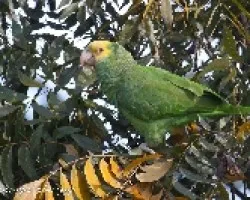 Amazona oratrix