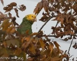 Amazona oratrix