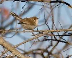 Thryomanes bewickii
