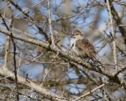 Thryomanes bewickii