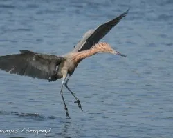 Egretta rufescens