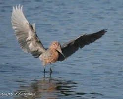 Egretta rufescens