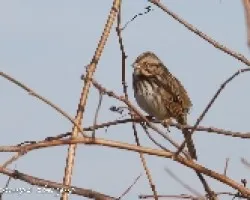Melospiza melodia (Song Sparrow)