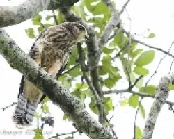 Buteo magnirostris