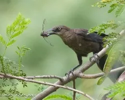 Quiscalus mexicanus