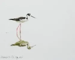 Himantopus mexicanus