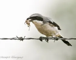 Lanius ludovicianus (Loggerhead Shrike)