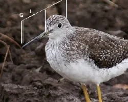 Tringa melanoleuca