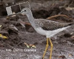 Tringa melanoleuca