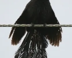 Crotophaga sulcirostris