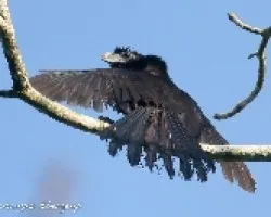 Crotophaga sulcirostris