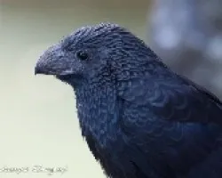 Crotophaga sulcirostris