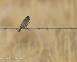 Calamospiza melanocorys