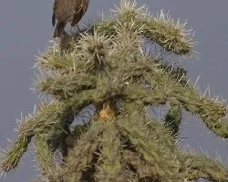 Calamospiza melanocorys