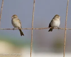 Spizella wortheni