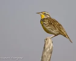 Sturnella neglecta
