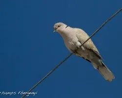 Streptopelia decaocto
