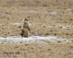 Perrito de la Pradera