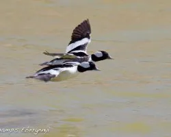 Bucephala albeola