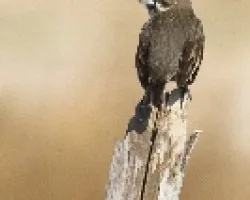 Calamospiza melanocorys