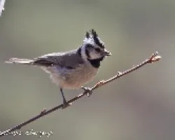 Baeolophus wollweberi
