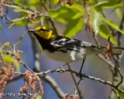 Dendroica chrysoparia
