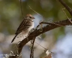 Spizella passerina