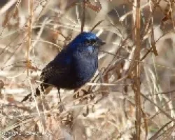 Cyanocompsa parellina