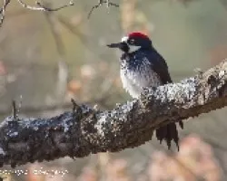 Melanerpes formicivorus