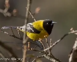 Icterus graduacauda