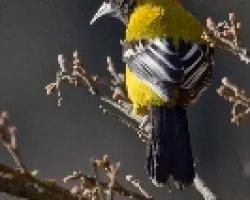 Icterus graduacauda