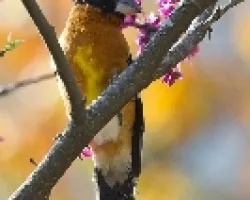 Pheucticus melanocephalus