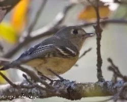 Vireo huttoni