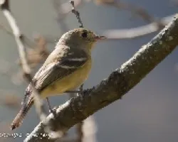 Vireo huttoni