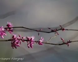 Cercis siliquastrum