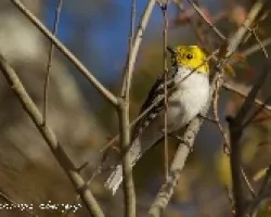 Dendroica occidentalis