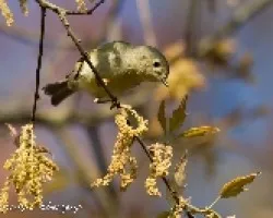 Regulus calendula