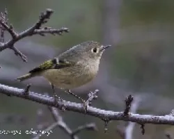Regulus calendula