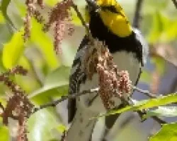 Dendroica chrysoparia